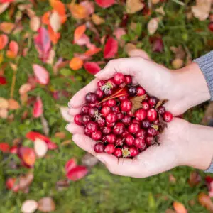 shutterstock_453104077